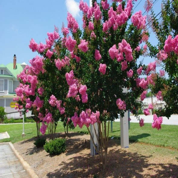 Tüplü Pembe Çiçekli Oya Ağacı Fidanı - 3