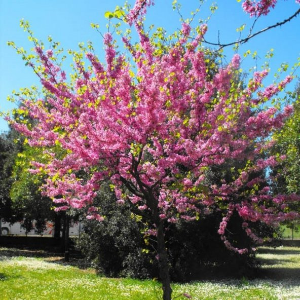 Tüplü Cercis Erguvan Ağacı Fidanı - 1
