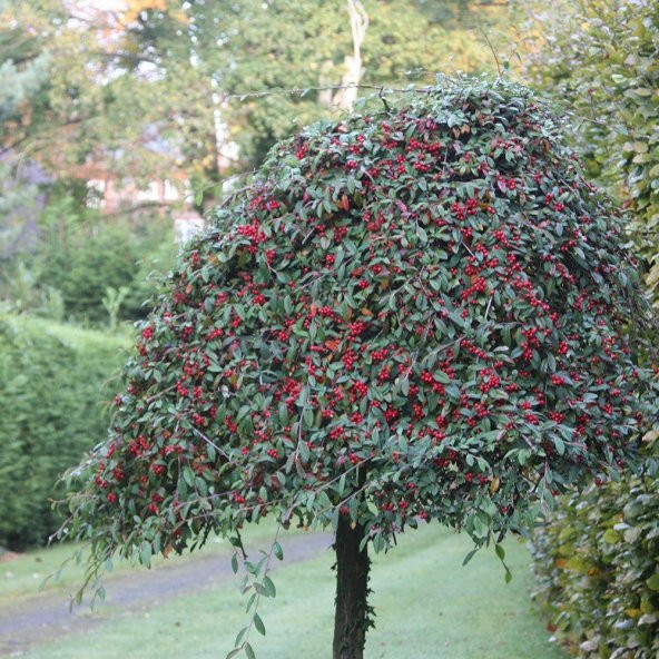 Tüplü Cotoneaster Dağ Taş Elma Fidanı - 2