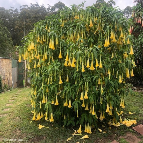 Tüplü Yellow Brugmansia Meleklerin Borozanı Fidanı - Resim 3
