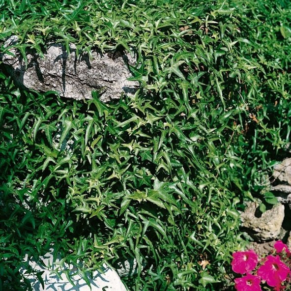 Tüplü Yeşil İnce Yapraklı Duvar Sarmaşık Fidanı - Resim 3