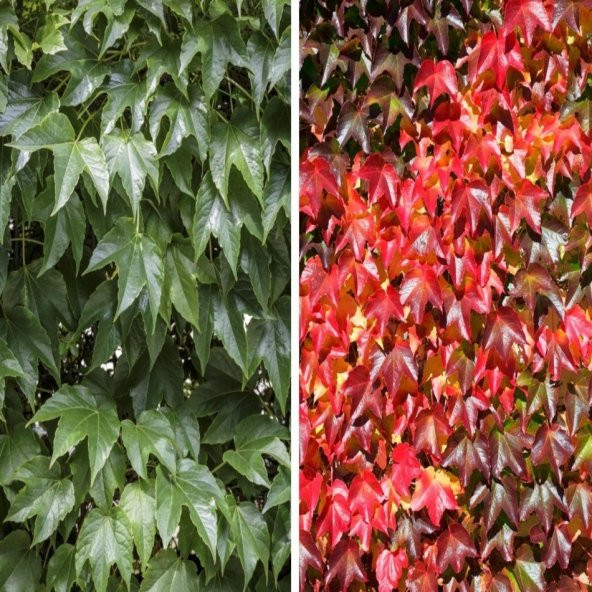 Tüplü Amerikan Parthenocissus Sarmaşık Fidanı (10 Adet) - 5
