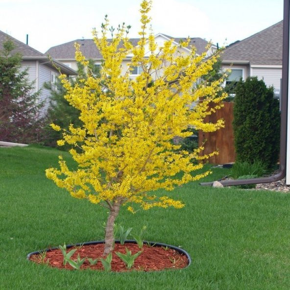 Tüplü Forsythi Altın Çanı Fidanı - Resim 2