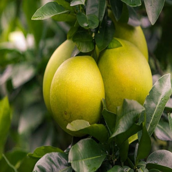 Tüplü Ağaç Kavunu Pomelo Şadok Fidanı - 4