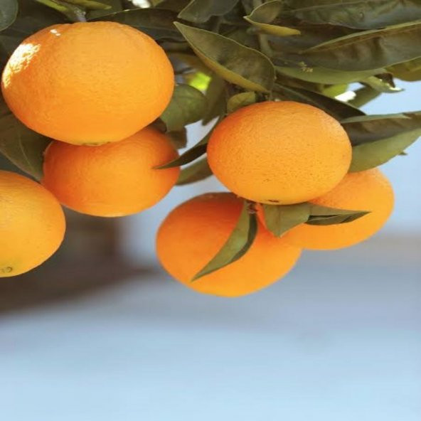 Tüplü Yarı Bodur Büyük Meyveli Naveline Portakal Fidanı