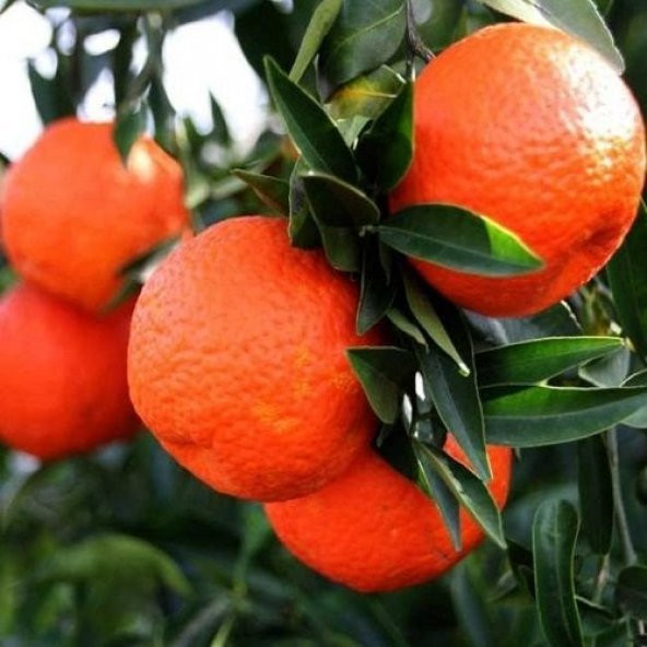 Tüplü Raf Ömrü Uzun King Mandalina Fidanı - Resim 5