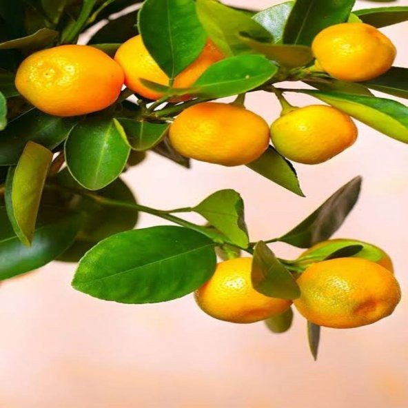 Tüplü Kolay Soyulabilen Rize Satsuma Mandalina Fidanı ürün görseli