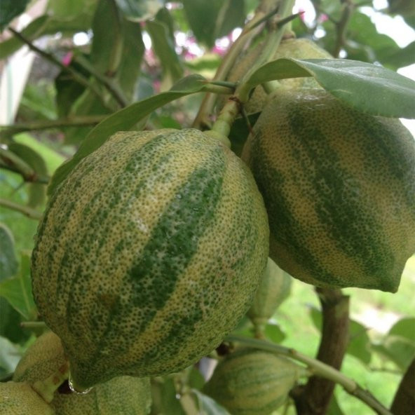 Tüplü Yemesi Güzel Süs Limon Fidanı - Resim 3