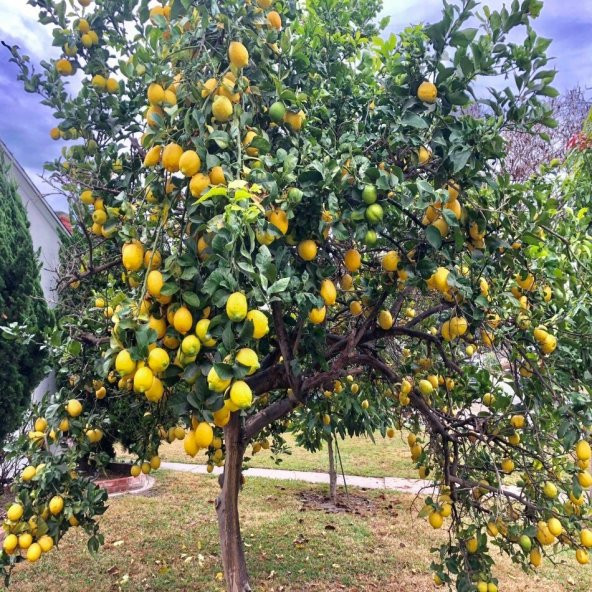 Tüplü Yüksek Verimli Yediveren Limon Fidanı - 3