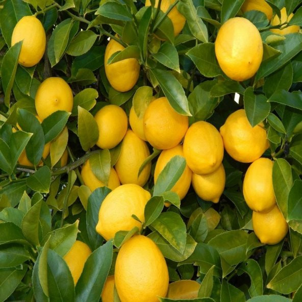 Tüplü Yıl Boyunca Çiçek Açan Yediveren Euroka Limon Fidanı