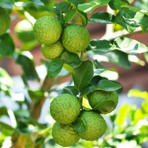 Tüplü Özel Çeşit Kaffir Lime Fidanı