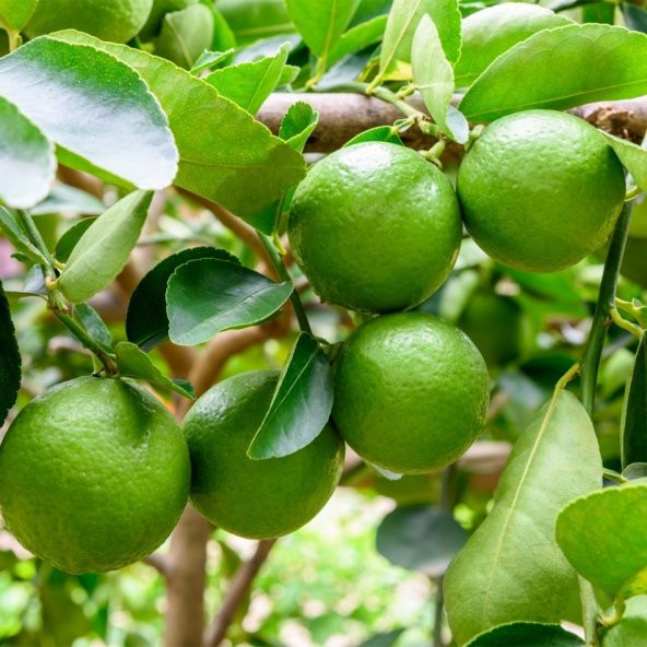 Tüplü Çekirdeksiz Lime Limon Fidanı ürün görseli