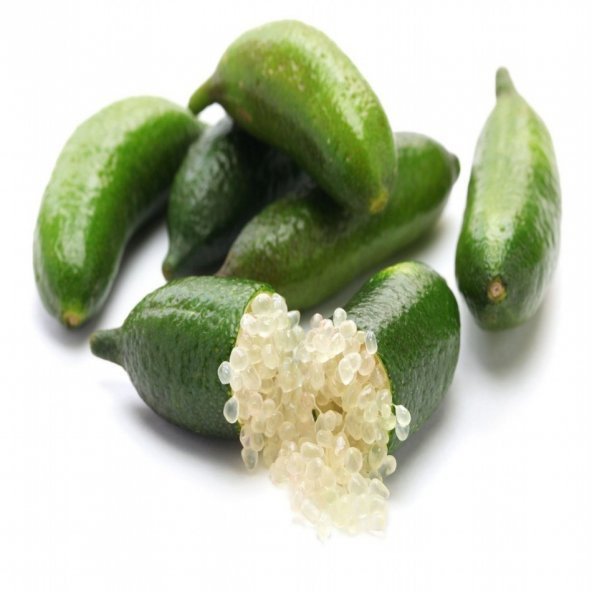 Tüplü Parmak Finger Lime Fidanı (Meyve Verme Durumunda) - Resim 3