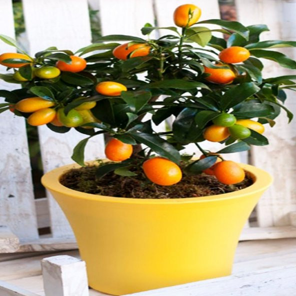 Tüplü Saksılık Nagami Kamkat Fidanı Meyve Verme Yaşında (3 Yaşlı) ürün görseli