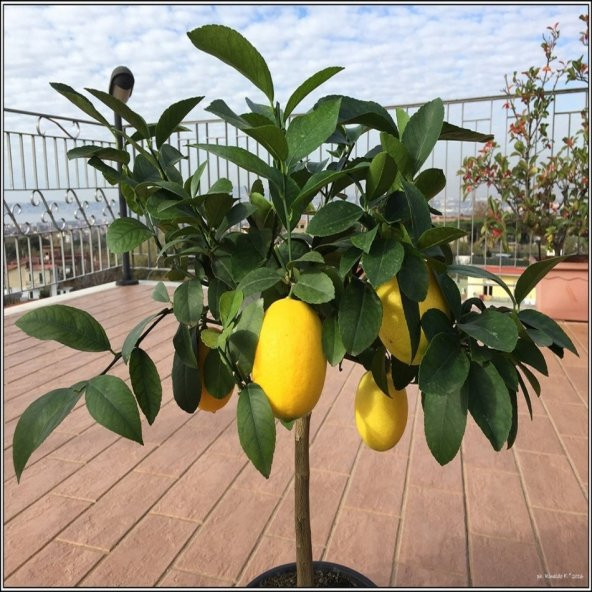 Tüplü Saksılık Limequat Fidanı - Resim 2