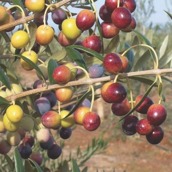 Tüplü Tam Bodur  Saksıda Yetişebilen Arbosona Zeytin Fidanı - Resim 2