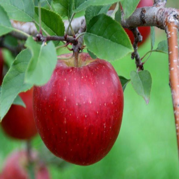 Tüplü Tam Bodur Mayhoş Vista Bella Elma Fidanı ürün görseli