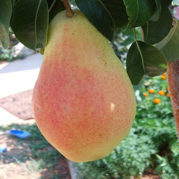 Tüplü Tam Bodur Dalkıran Santa Maria Armut Fidanı ürün görseli