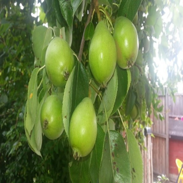 Tüplü Tam Bodur Vazgeçilmez Akça Armut Fidanı - Resim 3
