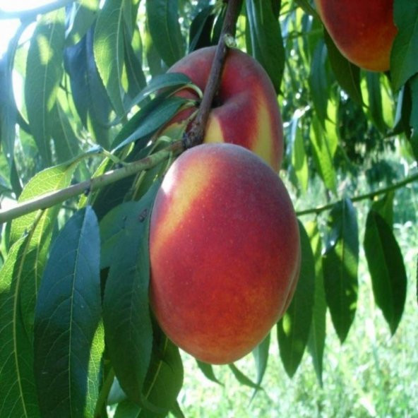 Tüplü Yarı Bodur Aroması Yüksek Monreo Şeftali Fidanı