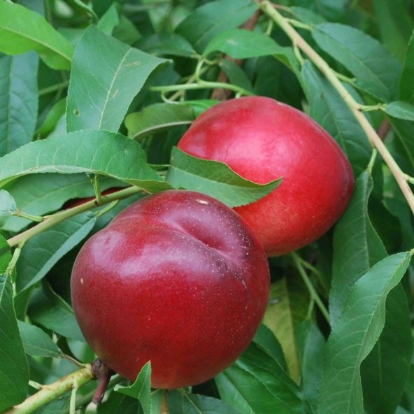 Tüplü Yarı Bodur Kuvvetli Gelişen Caldesi Nektarin Fidanı ürün görseli