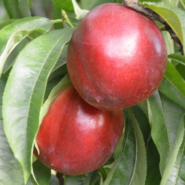 Tüplü Yarı Bodur Jumbo Kırmızı Giant Nektarin Fidanı - Resim 2
