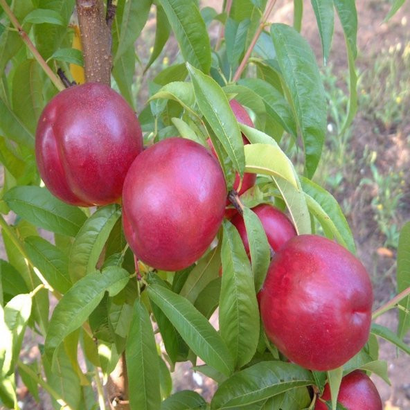Tüplü Yarı Bodur Büyük Meyveli Orion Nektarin Fidanı - Resim 4