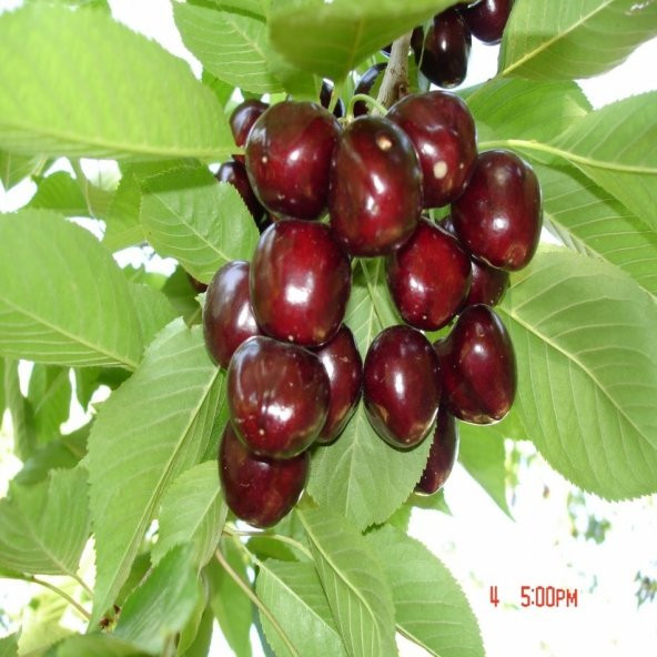 Tüplü Yarı Bodur Ziraat Napolyon Kiraz Fidanı - Resim 2