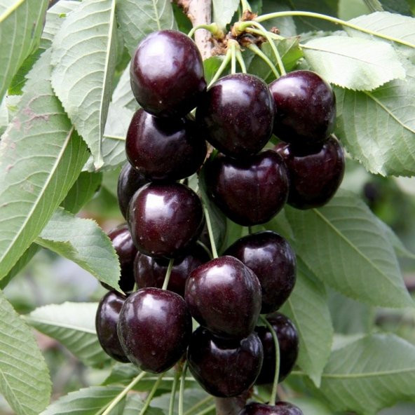 Tüplü Yarı Bodur Koyu Kırmızı Kordia Kiraz Fidanı - Resim 4