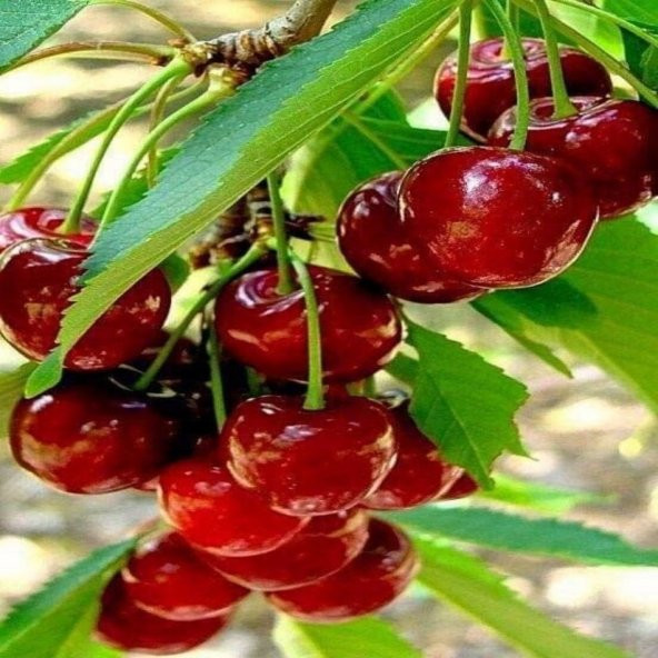 Tüplü Yarı Bodur Star Giant Kiraz Fidanı - 2