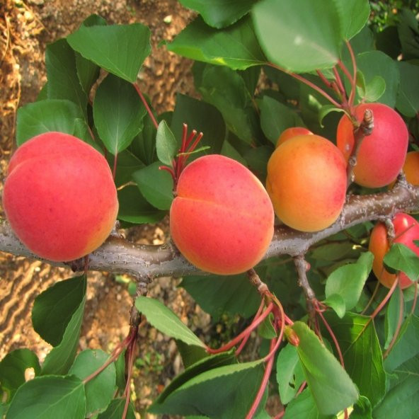 Tüplü Yarı Bodur Lezzetli Aldeniz Kayısı Fidanı - Resim 4