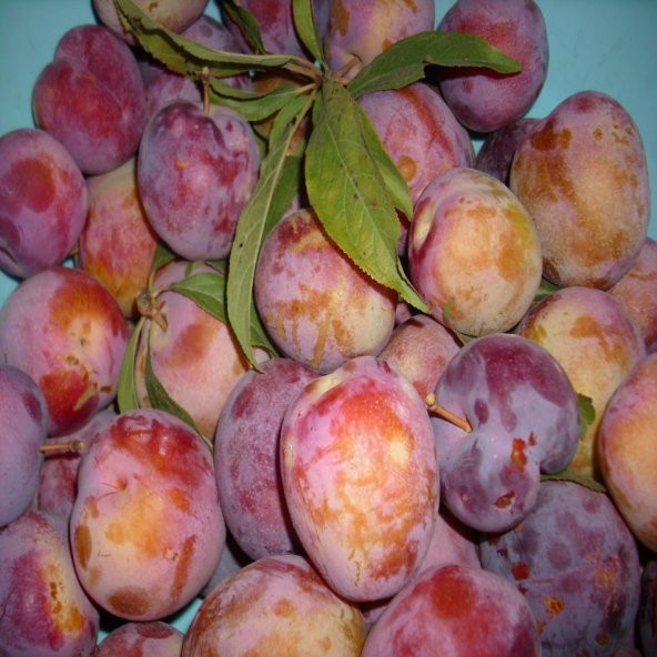 Tüplü Yarı Bodur  Prizantin  Erik Fidanı - 4