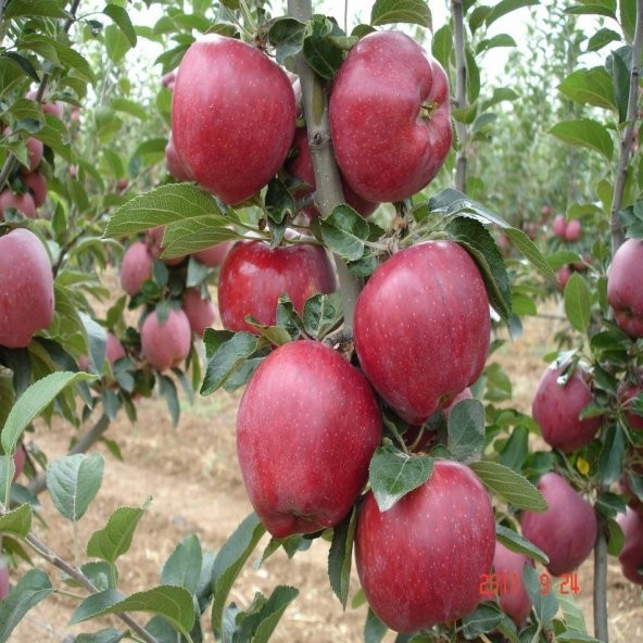 Tüplü Yarı Bodur Scarlet Spur Elma Fidanı ürün görseli