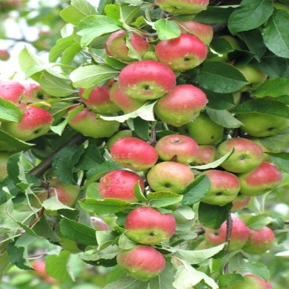 Tüplü Yarı Bodur Pink Lady Elma Fidanı ürün görseli