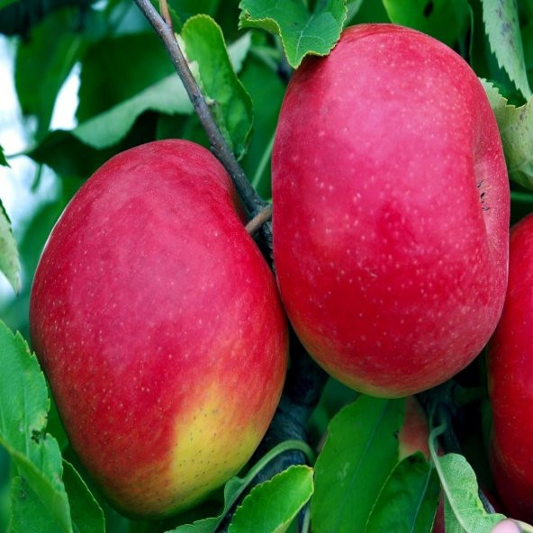 Tüplü Yarı Bodur Yüksek Verimli Fuji Elma Fidanı - Resim 4