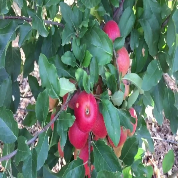 Tüplü Yarı Bodur Mondial Gala Elma Fidanı - Resim 4