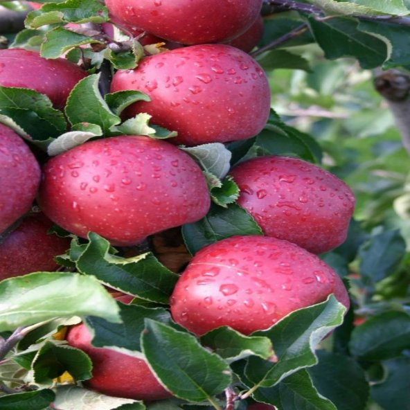 Tüplü Yarı Bodur Kırmızı Jonaprince Elma Fidanı - Resim 2