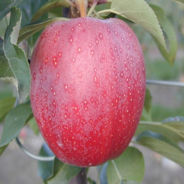 Tüplü Yarı Bodur Brookfiel Gala Elma Fidanı - Resim 3