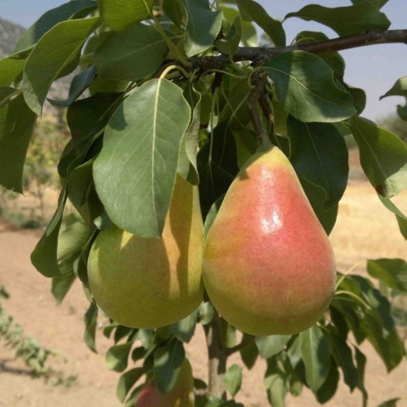 Tüplü Yarı Bodur Erkenci Etruşka Armut Fidanı