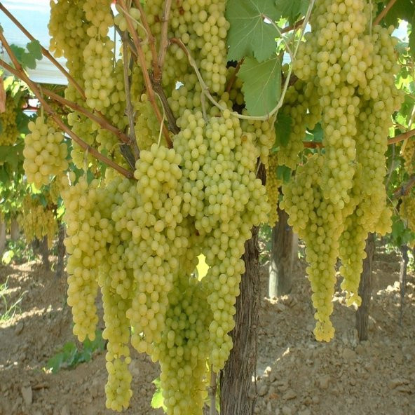 Tüplü Sultani İzmir Çekirdeksiz Üzüm Fidanı ürün görseli