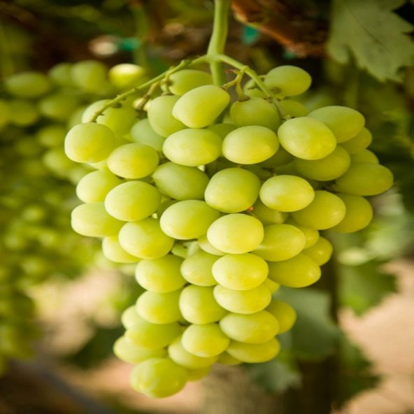 Tüplü Aromalı Narince Üzüm Fidanı ürün görseli