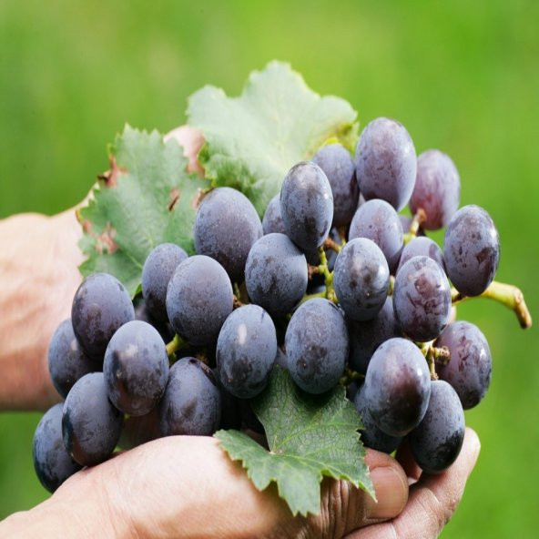 Tüplü Lezzetli Trakya Çekirdeksiz Üzüm Fidanı ürün görseli