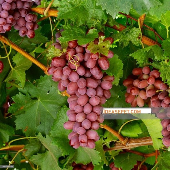 Tüplü Çekirdeksiz Crimson Üzüm Fidanı - Resim 3