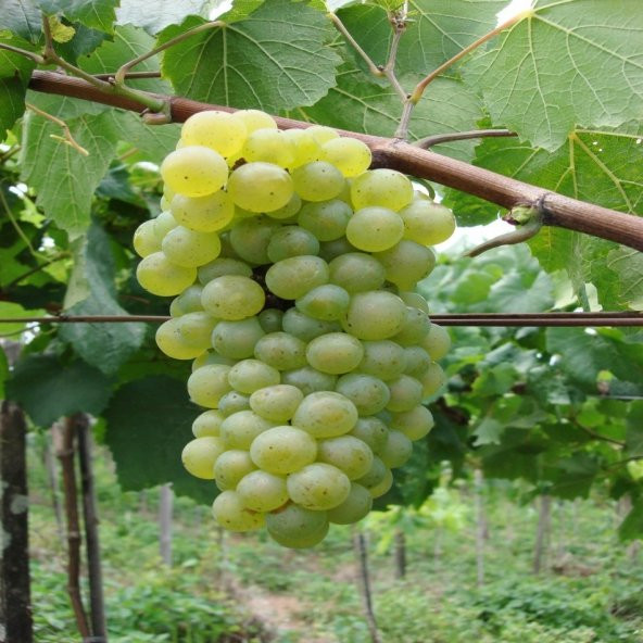 Tüplü Superior Çekirdeksiz Üzüm Fidanı - Resim 2