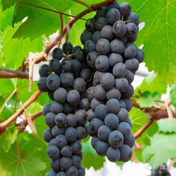 Tüplü Kırmızı Şaraplık Syrah Üzüm Fidanı - Resim 3