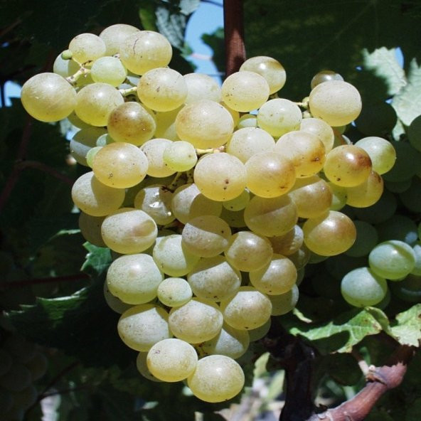 Tüplü Yöresel Safranbolu Üzüm Fidanı - Resim 4