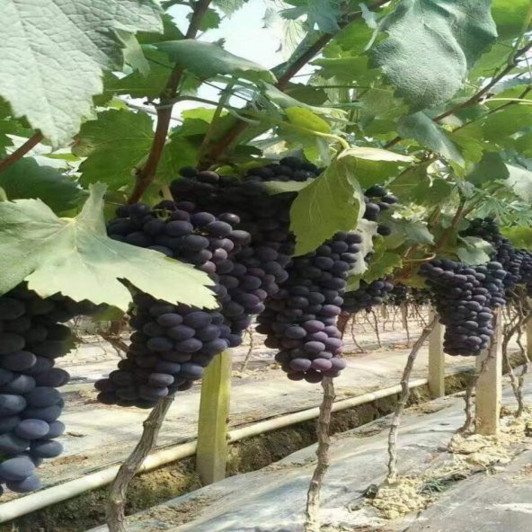 Tüplü İnce Kabuklu Tekirdağ 2B56 Üzüm Fidanı ürün görseli