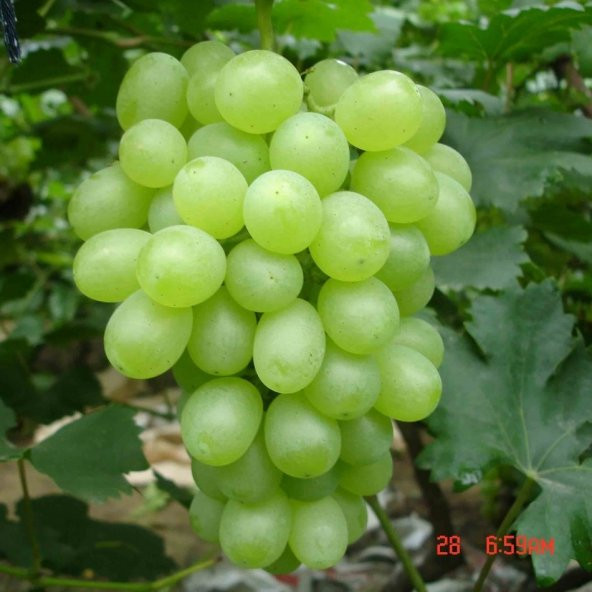 Tüplü Büyük Taneli Tarsus Beyazı Üzüm Fidanı - Resim 2