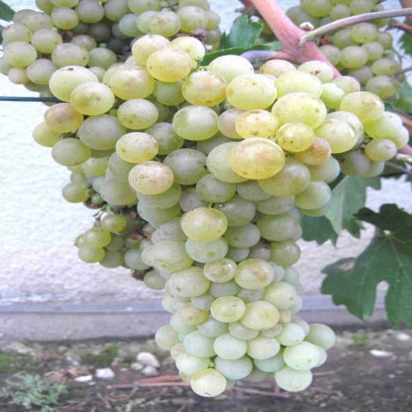 Tüplü Çekirdeksiz Tekirdağ Güz Üzüm Fidanı - Resim 4