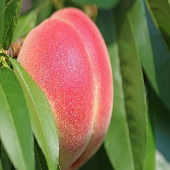 Tüplü Özel Çeşit Francoise Şeftali Fidanı - Resim 3
